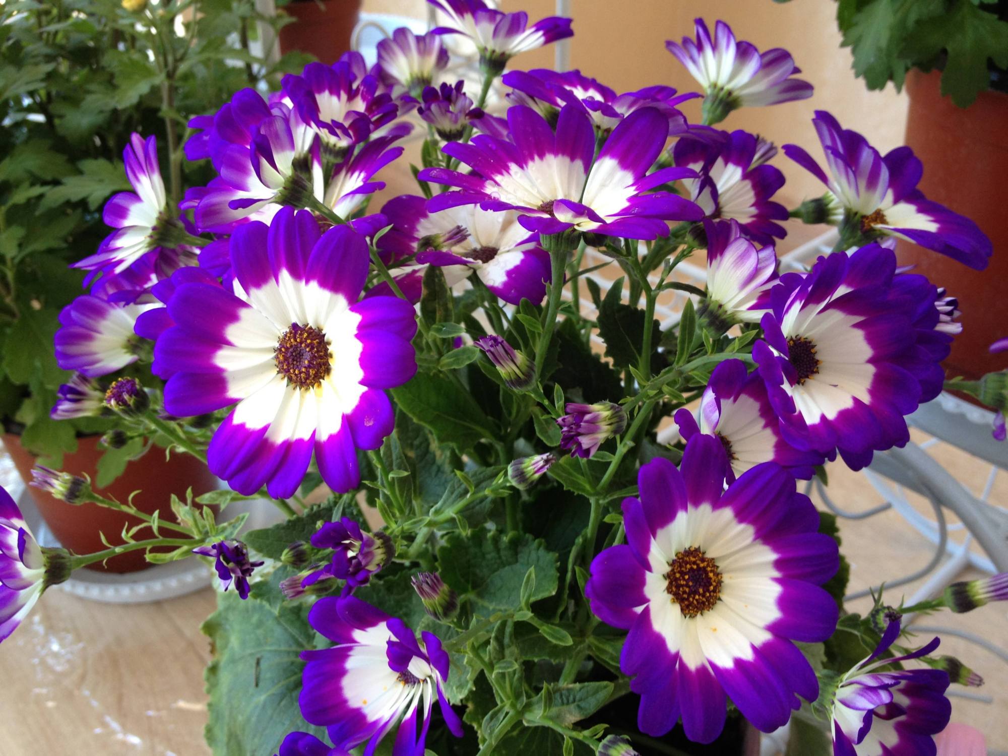 瓜叶菊的特点(适合冬季室外种植的花卉)