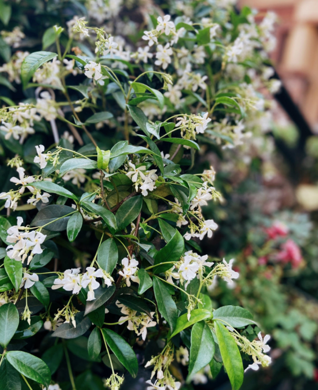 紫茉莉种子种植方法(茉莉的修剪及注意事项)