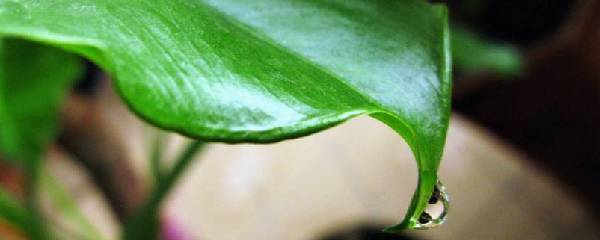 滴水观音养殖技术(讲解滴水观音对温度的要求)