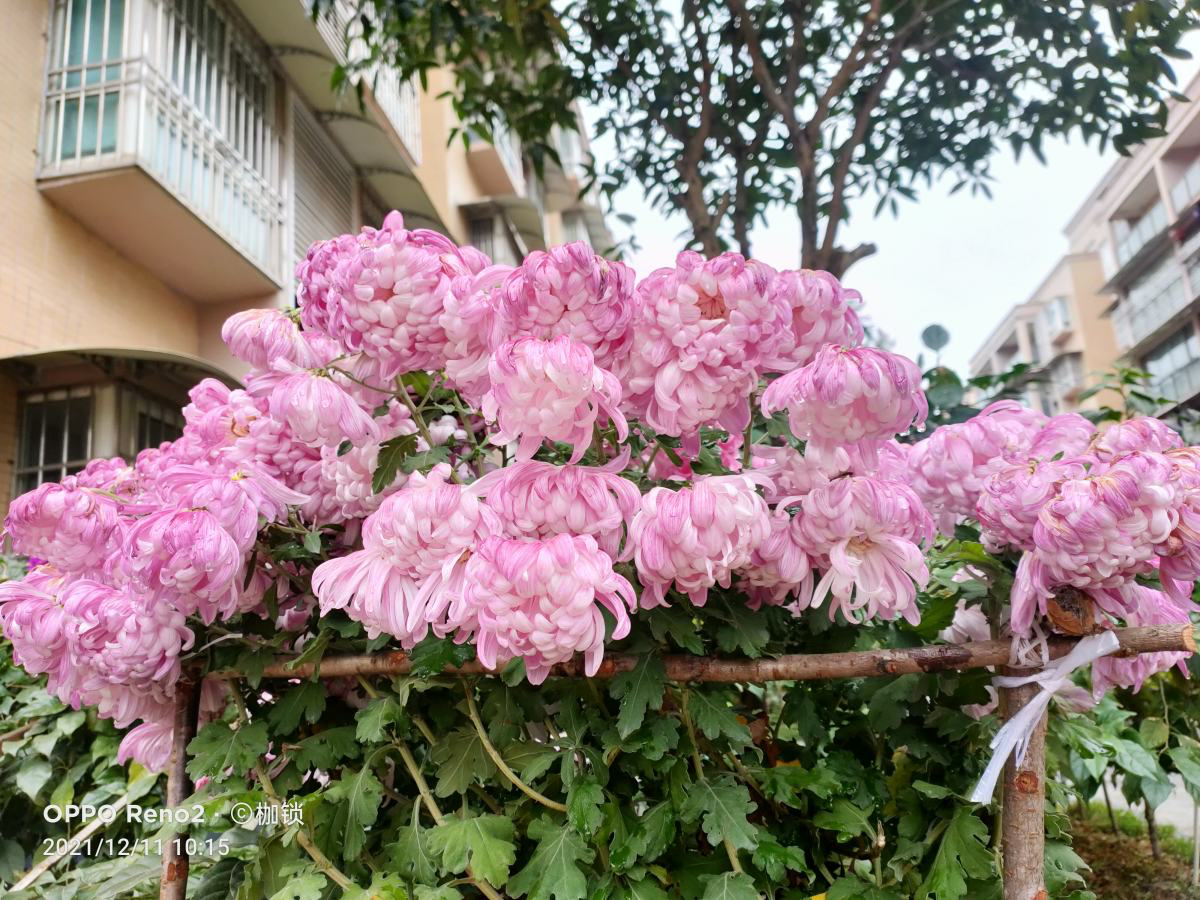 花中君子是什么花(花中四君子的象征意义)