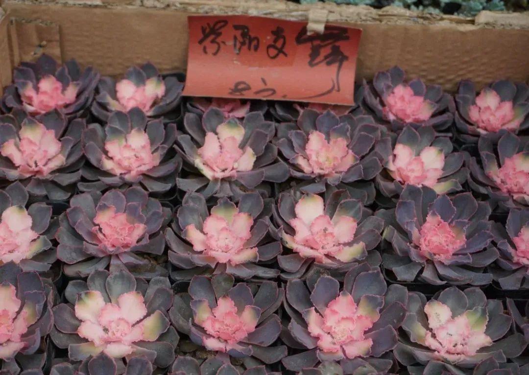 多肉植物新手种植入门教程(种植多肉的方法和注意事项)