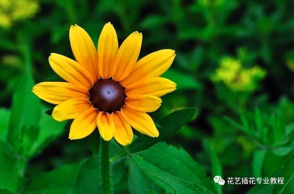 花朵的结构及功能(花的各部分结构和特点)