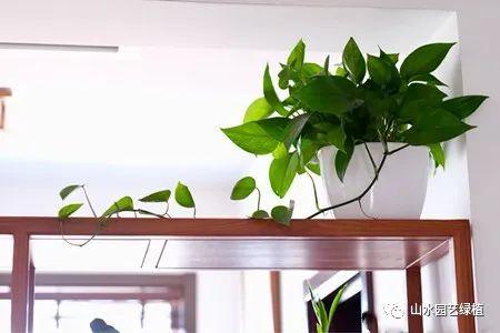 绿萝花语象征与寓意(养绿萝的好处)
