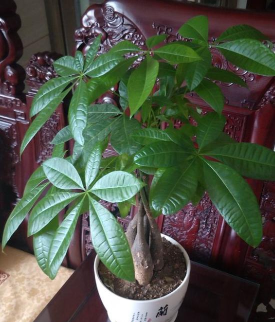 家里种的发财树叶子发黄怎么办(发财树绿植盆栽养护方法)
