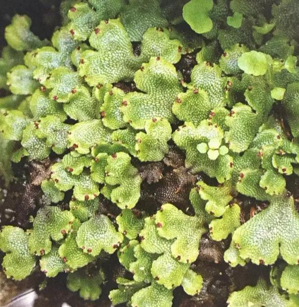 苔藓植物有哪些结构特点(常见的蕨类植物推荐)