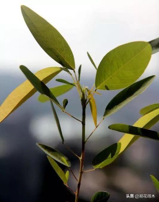 跳舞草属于什么科(常见有趣的植物)