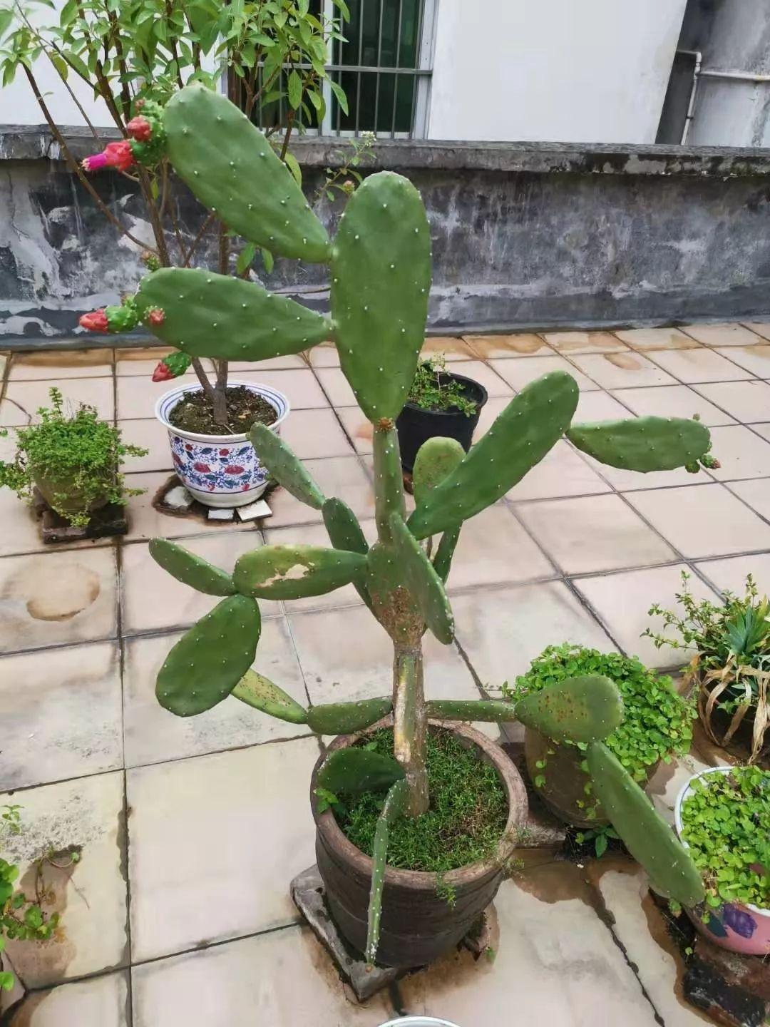 仙人掌开花时间多长（关于仙人掌养殖技巧）