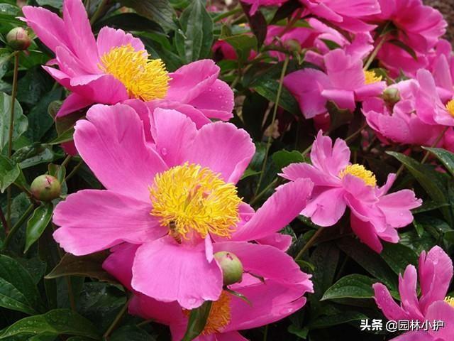 为什么家里不建议种芍药花