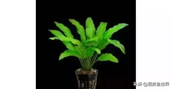 水草种类及名称(常见水草种类大全)