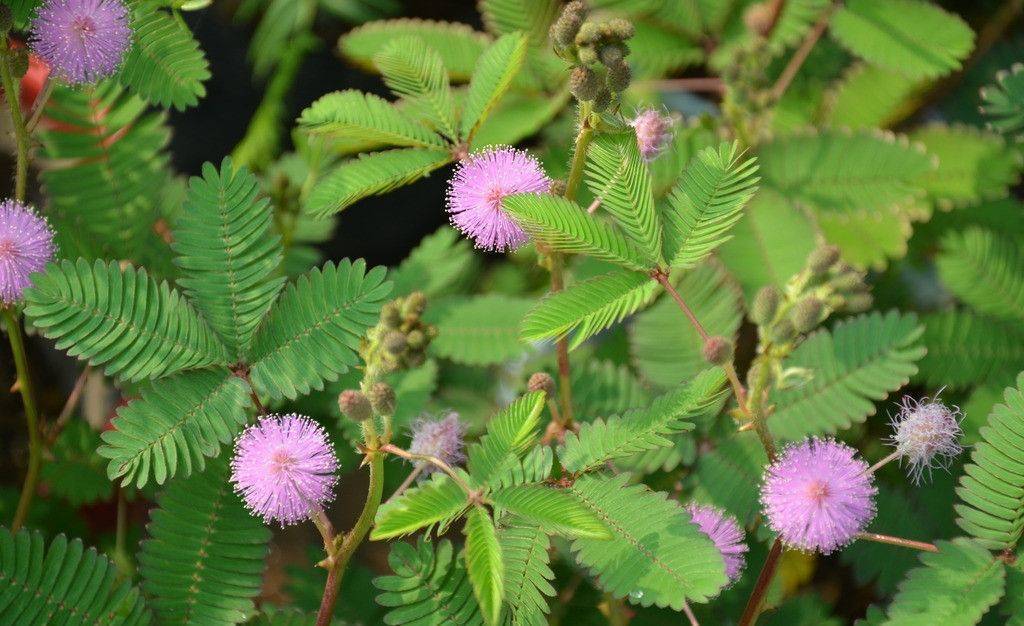 在家里含羞草好养吗(最适合室内养的花)
