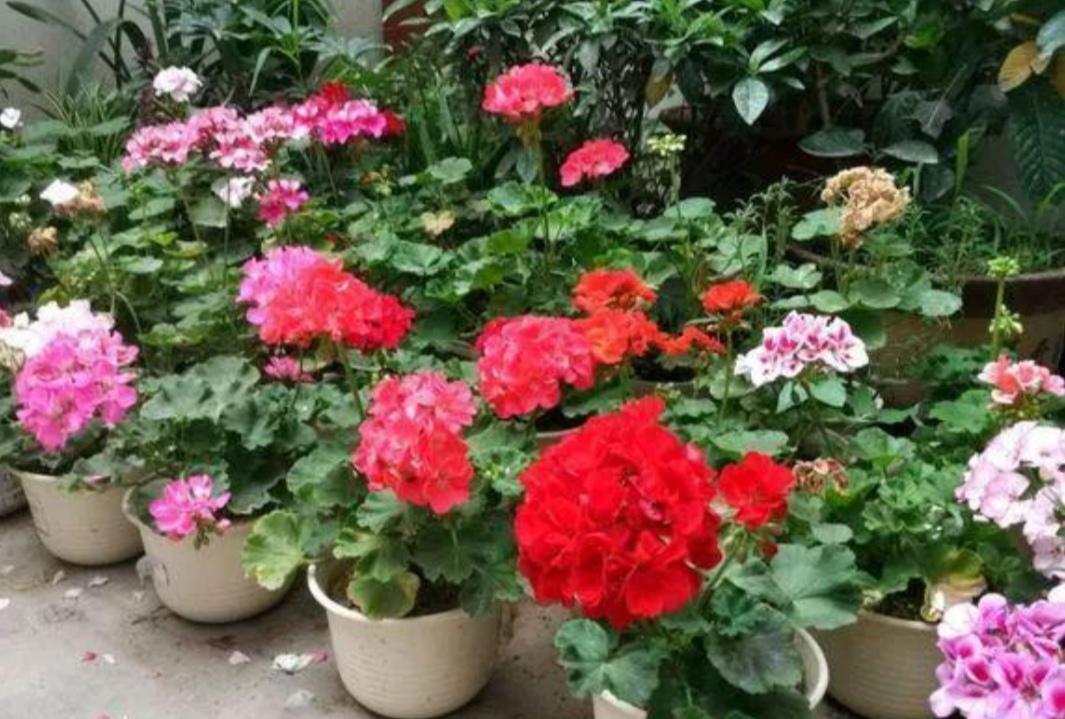 洋绣球花怎么栽培（绣球花的养殖方法）