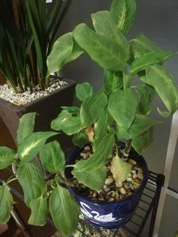 最耐阴的十大室内植物花名(客厅最好养的大型绿植)