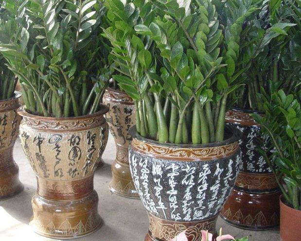 金钱树怎么养才茂盛开花快