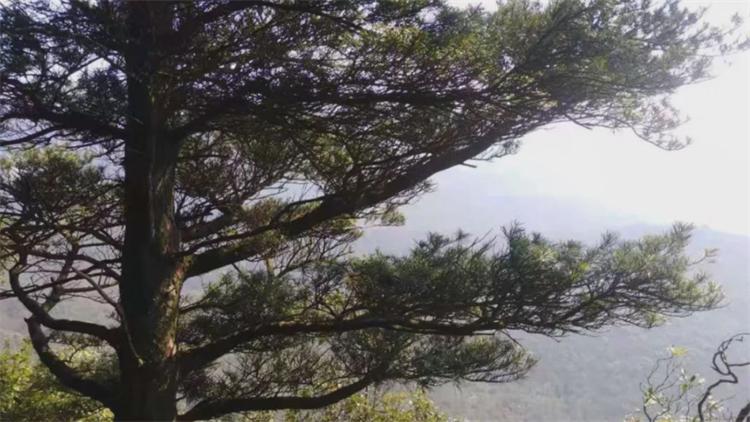 活化石植物是什么意思(植物中的活化石树介绍)