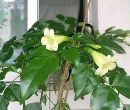 幸福树会开花吗
