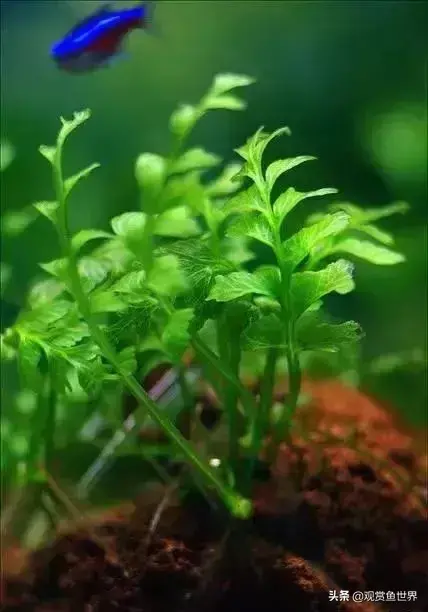 水草种类及名称(常见水草种类大全)