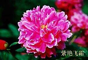芍药品种介绍及图片(最受欢迎的芍药品种)