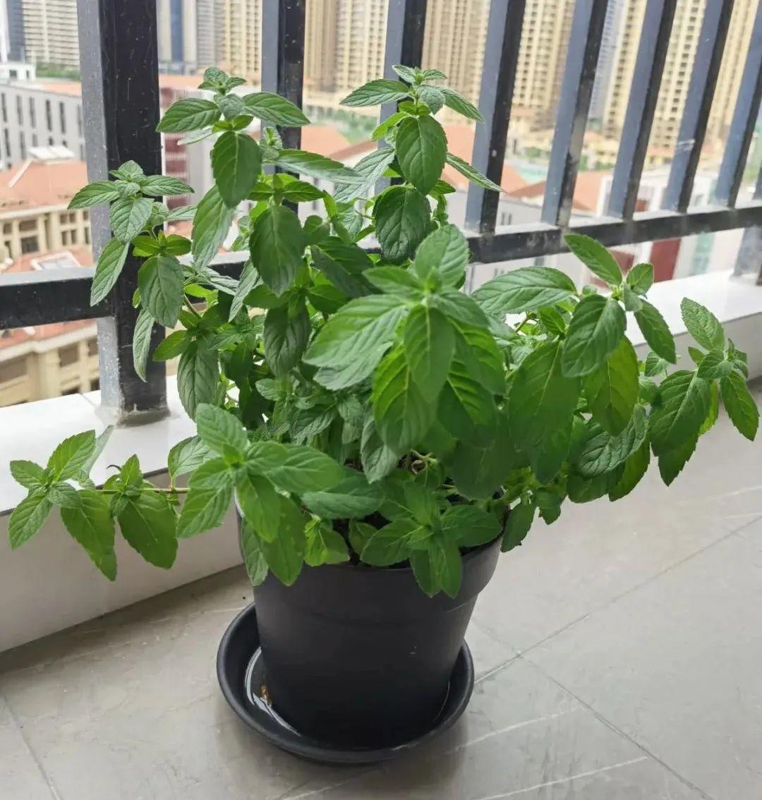 卧室放什么植物最好健康(适合放在卧室的植物和花)