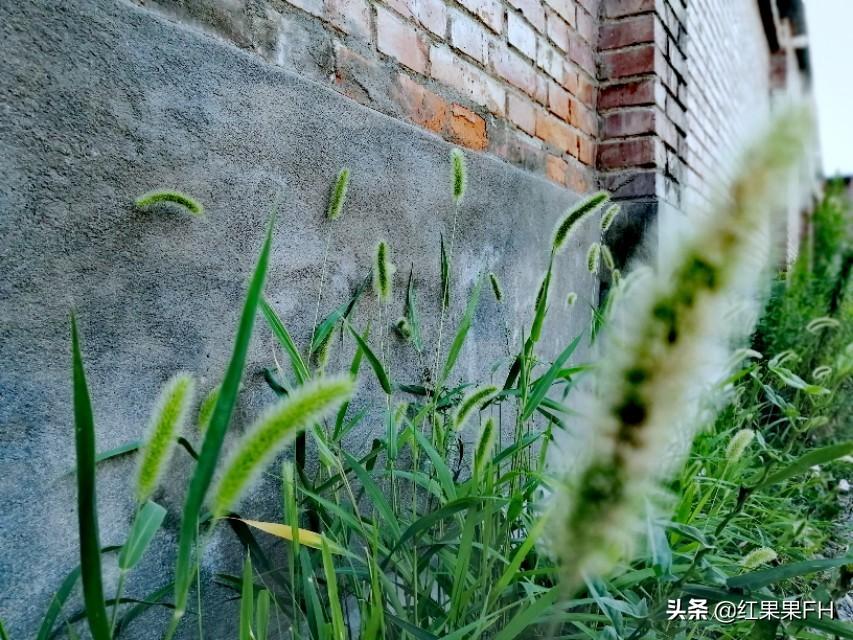 狗尾巴草的花语是什么意思(关于狗尾巴草的花语和寓意)