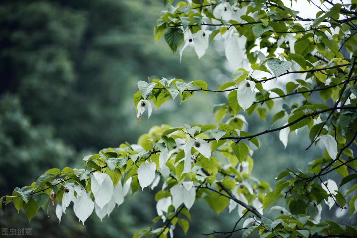 国家一级保护植物有哪些(中国五大一级保护植物)