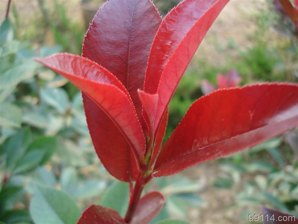 红叶石楠属于乔木还是灌木种植（常见绿化灌木）
