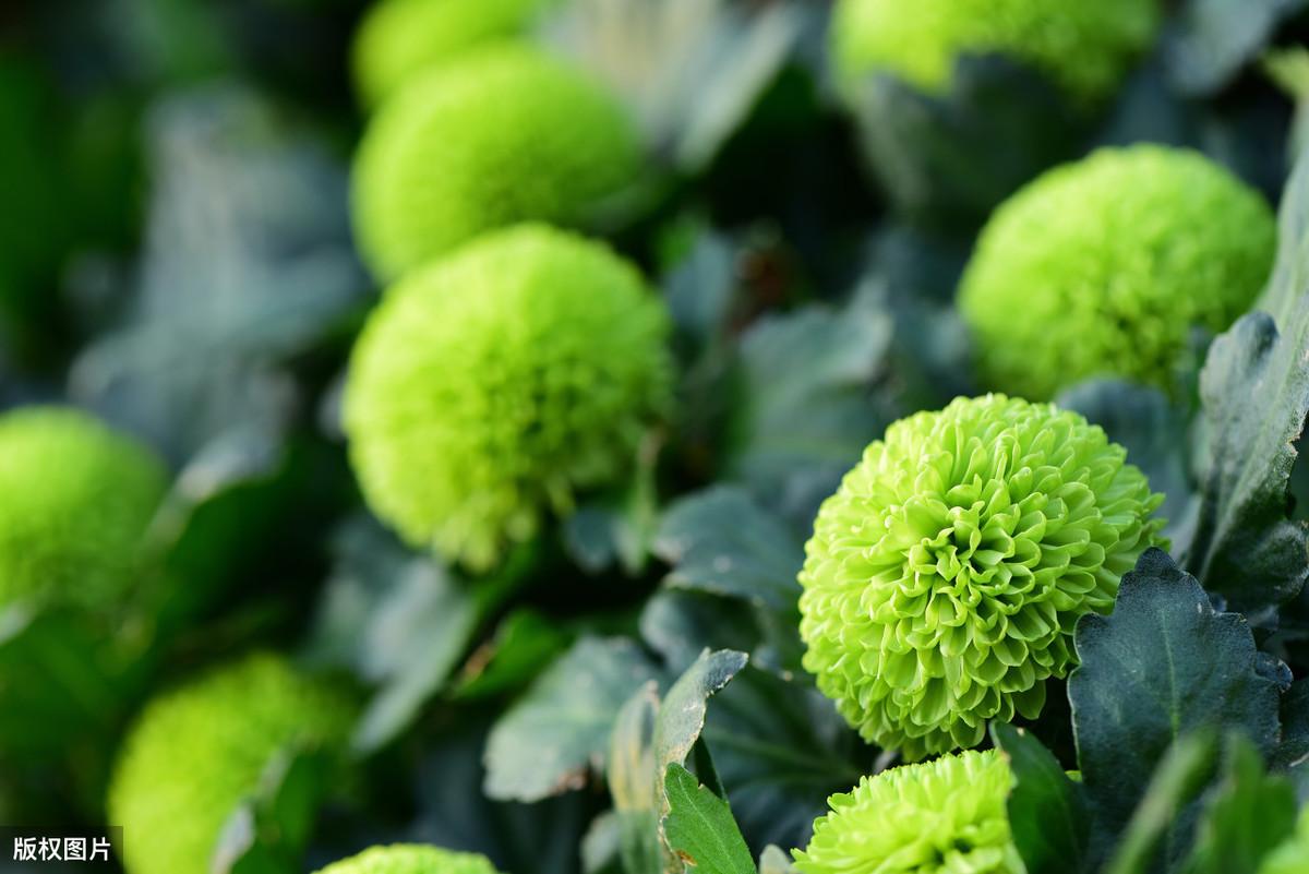 绿色的花有哪些及花名(常见的5种绿色花)