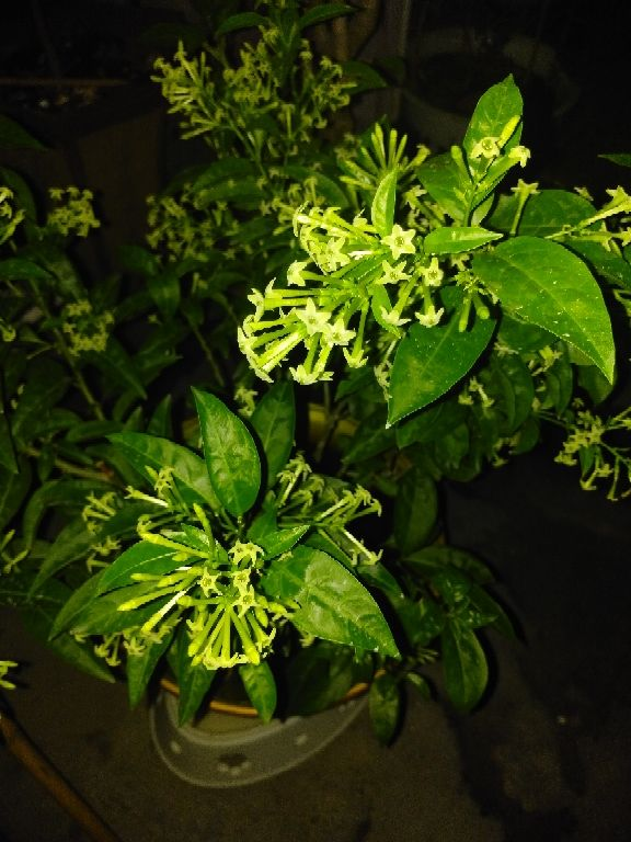 什么植物驱蚊效果好(驱蚊最好的植物排名)