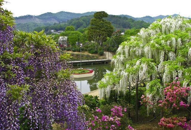 紫藤花树什么时候开花(最旺宅的爬藤植物)