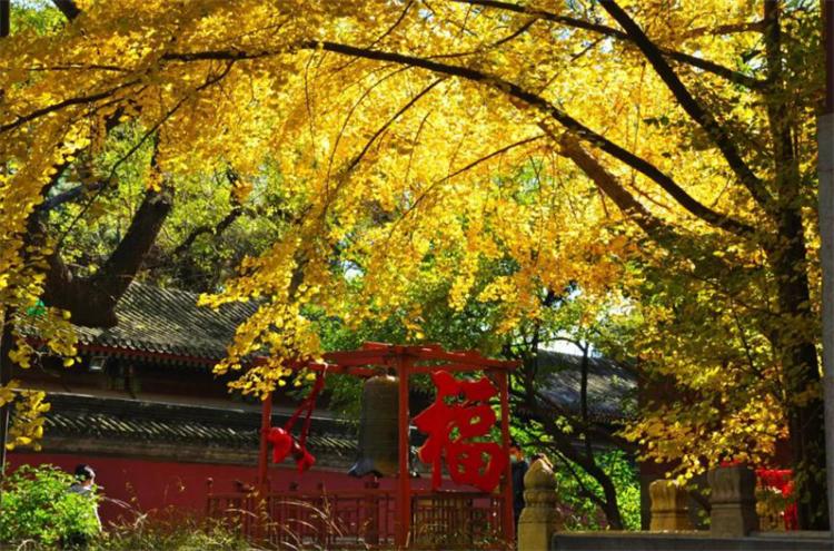 活化石植物是什么意思(植物中的活化石树介绍)