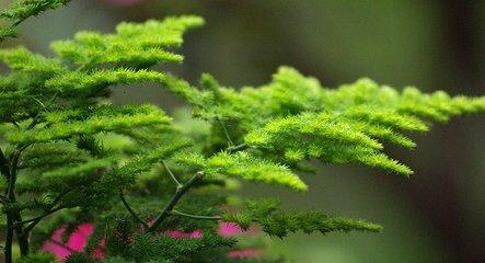 植物的呼吸作用的意义(晚上释放氧气的植物排名)