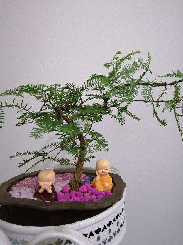 最耐阴的十大室内植物花名(客厅最好养的大型绿植)