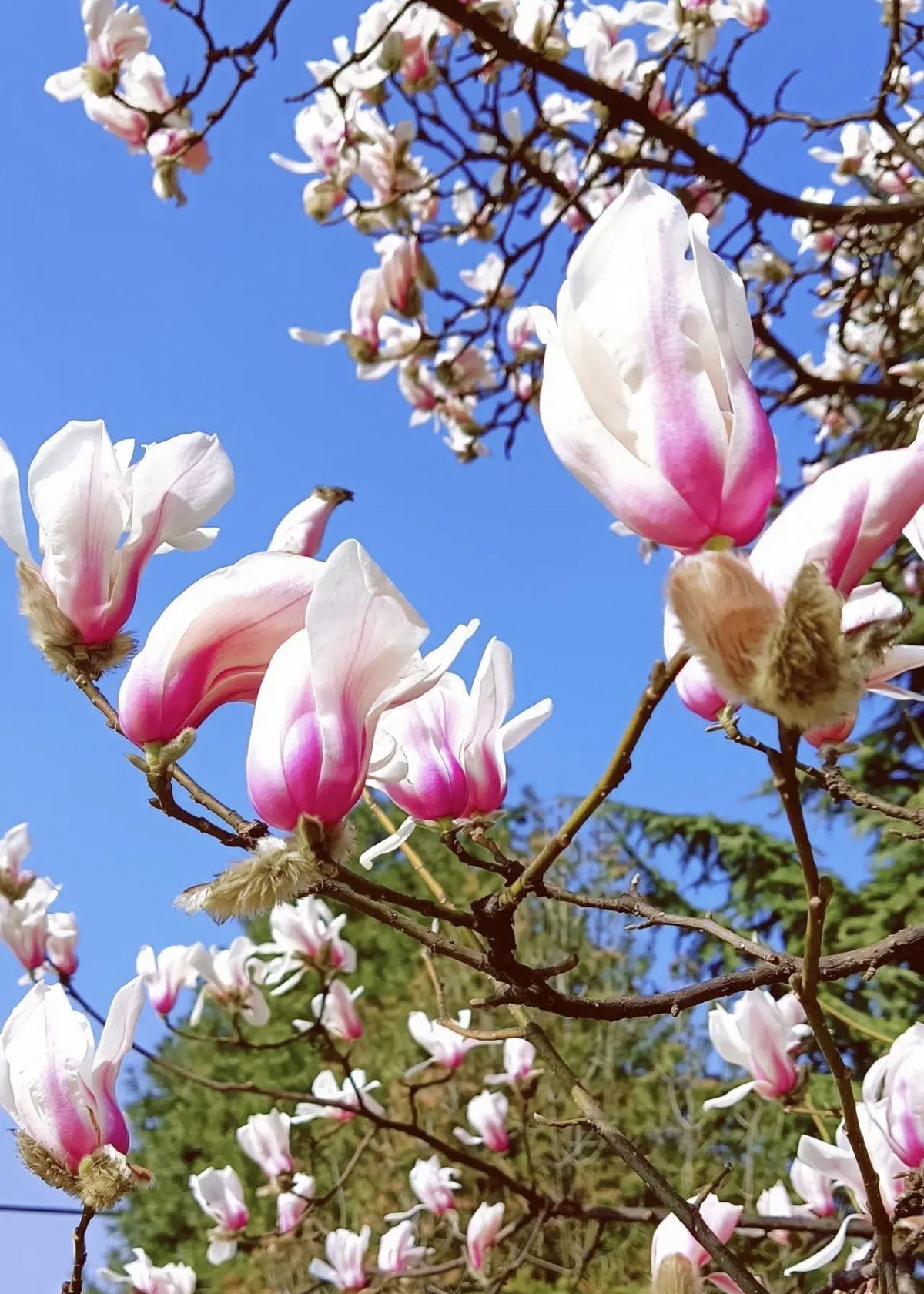 春天有哪些花开放(了解春天最具代表性的花)