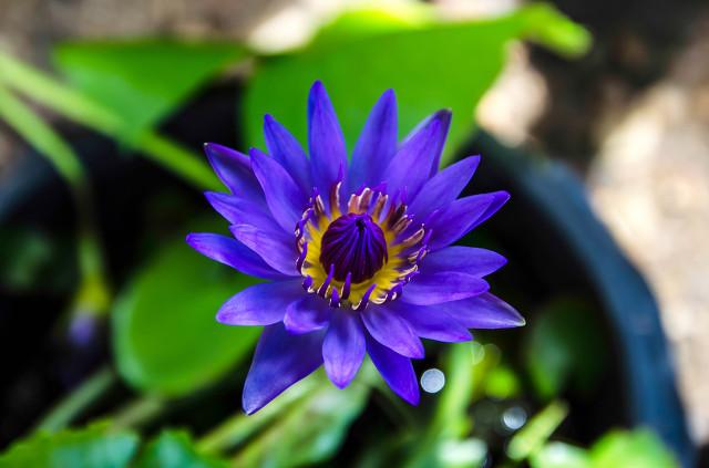蓝莲花代表什么意思(关于蓝莲花的花语和传说)