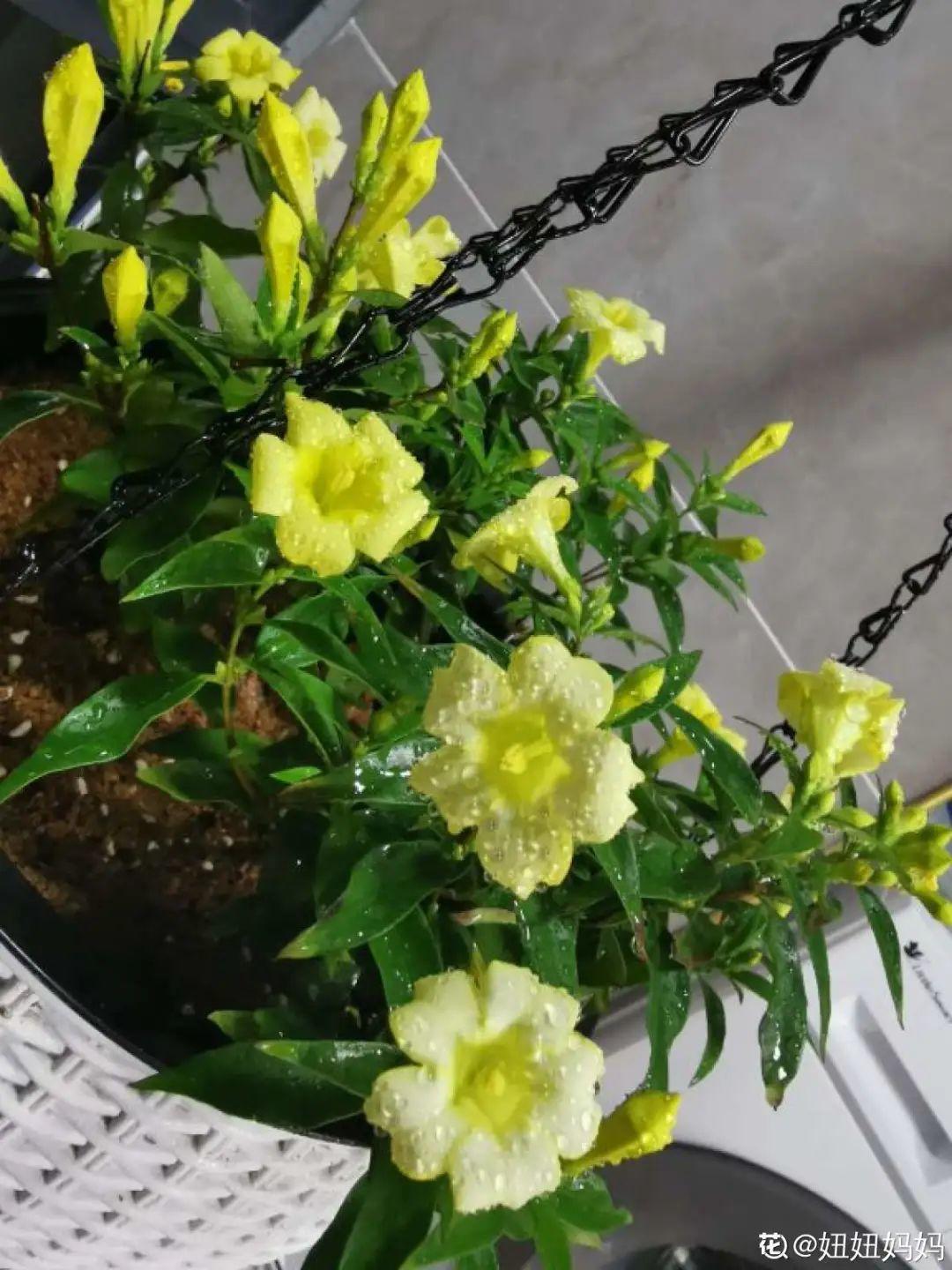 法国香水藤茉莉怎么养(室内最好养的喜阴绿植)