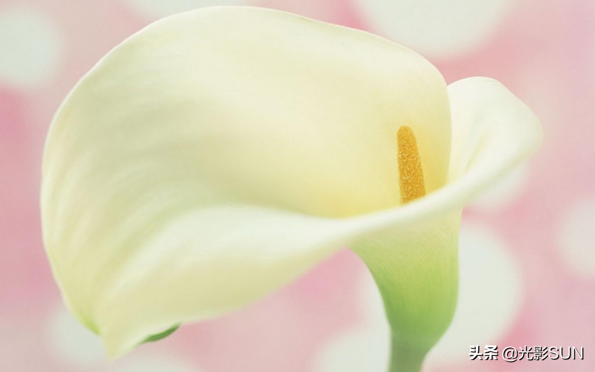 海芋花的花语(详解海芋花的寓意)