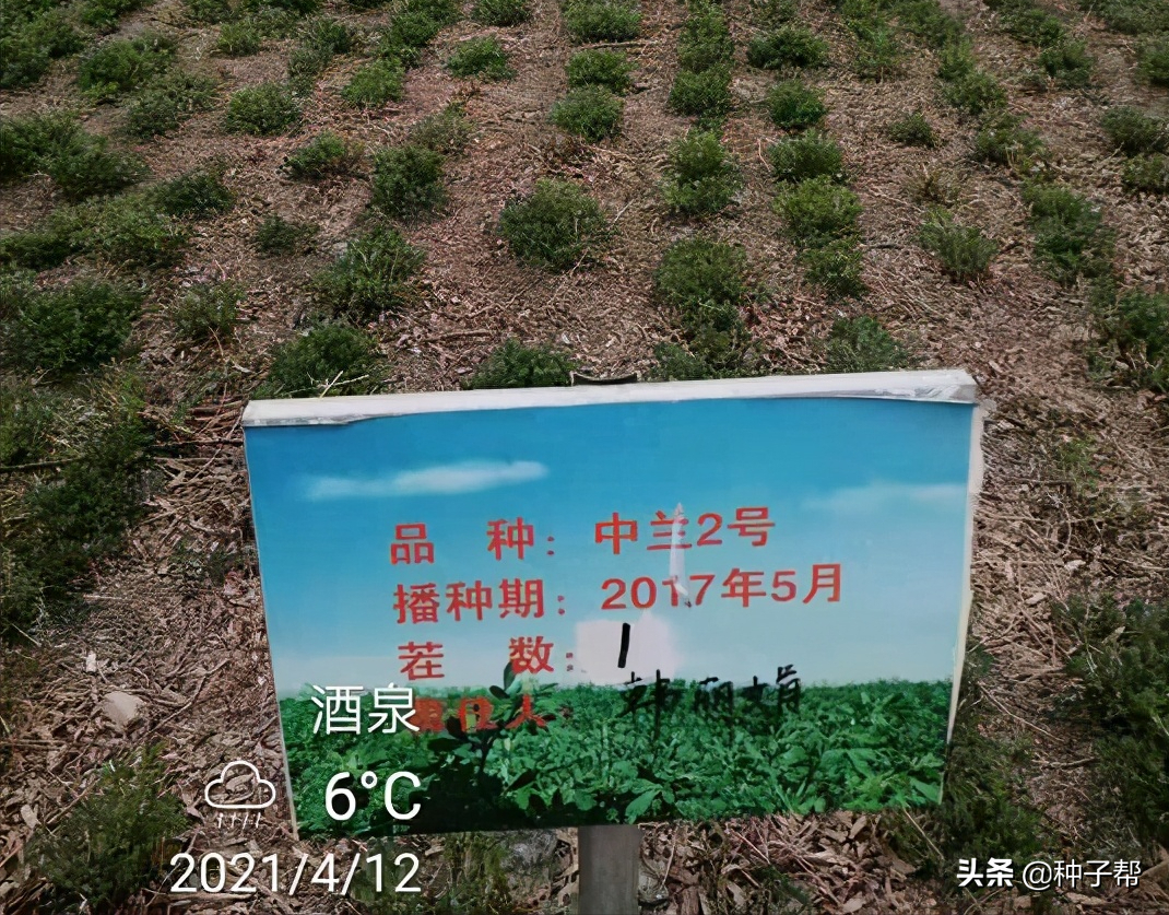 紫花苜蓿种子浸泡多久(关于紫花苜蓿种植方法)
