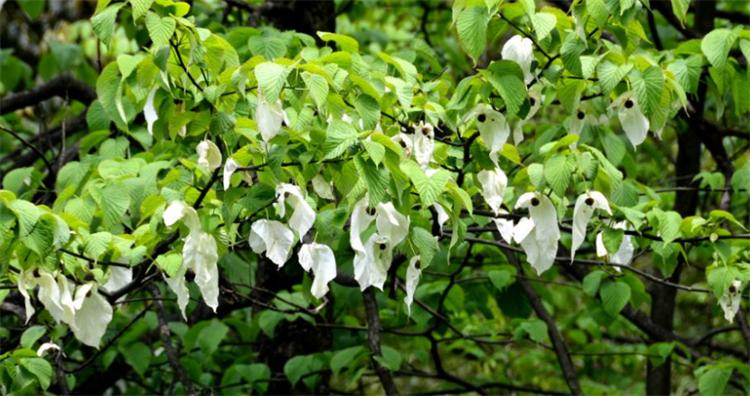 活化石植物是什么意思(植物中的活化石树介绍)
