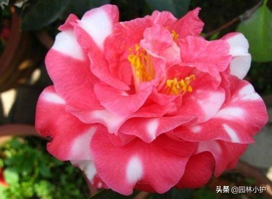 山茶花名贵品种有哪些