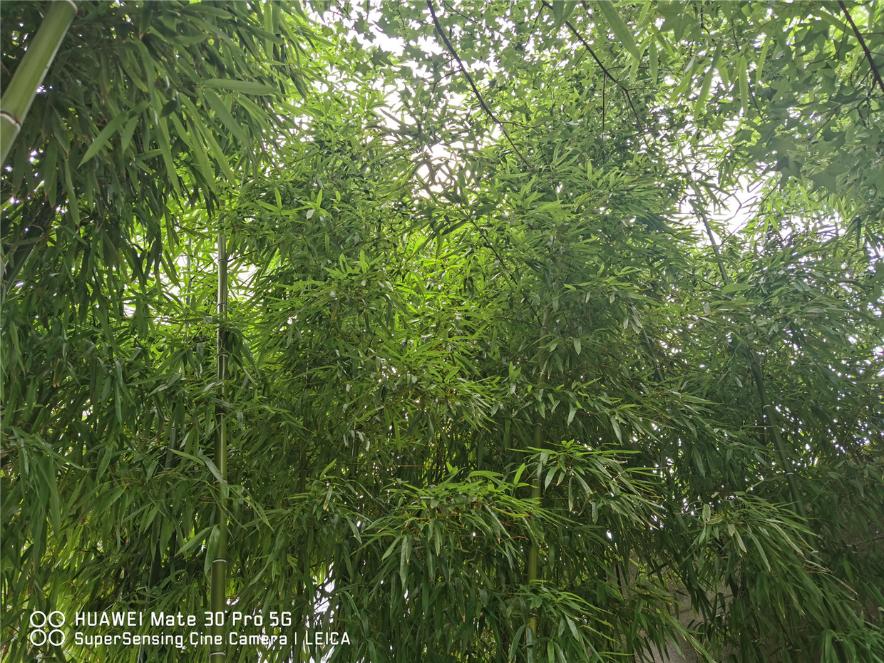 花中君子是什么花(花中四君子的象征意义)