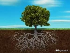 须根系的植物有哪些(直根系和须根系的植物)