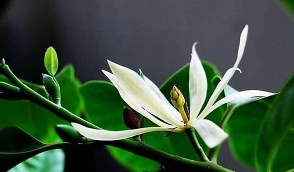 白兰花好养吗（白兰花的寓意和花语）