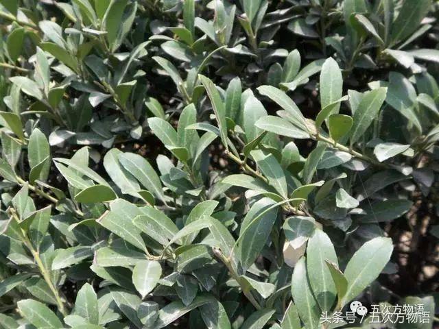 齿叶冬青生长环境(关于齿叶冬青别名)