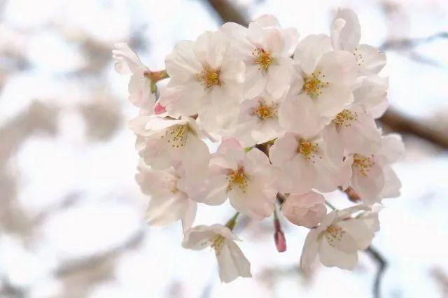 冬樱花几月开(各种樱花品种介绍)