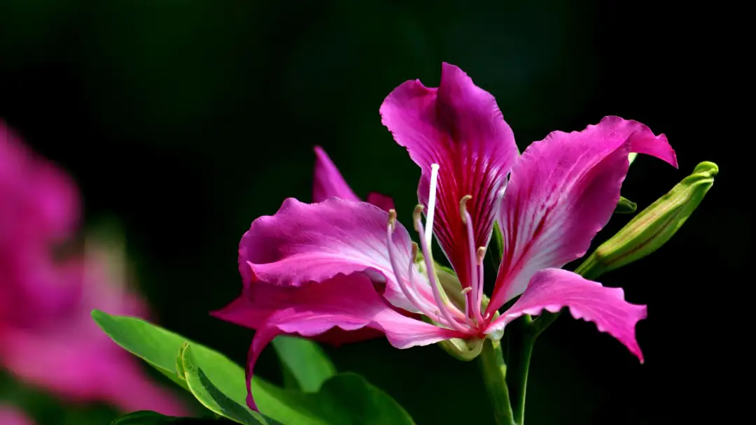 三月开什么花什么特点(盘点三月份开花的植物)