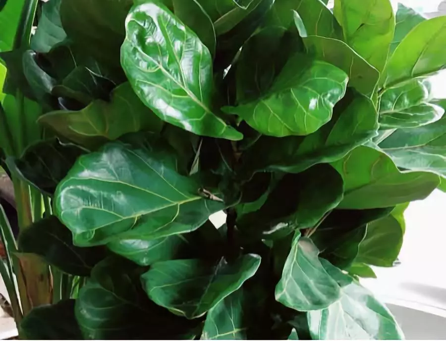 家中种什么植物可以净化空气(净化空气最好的植物排名)