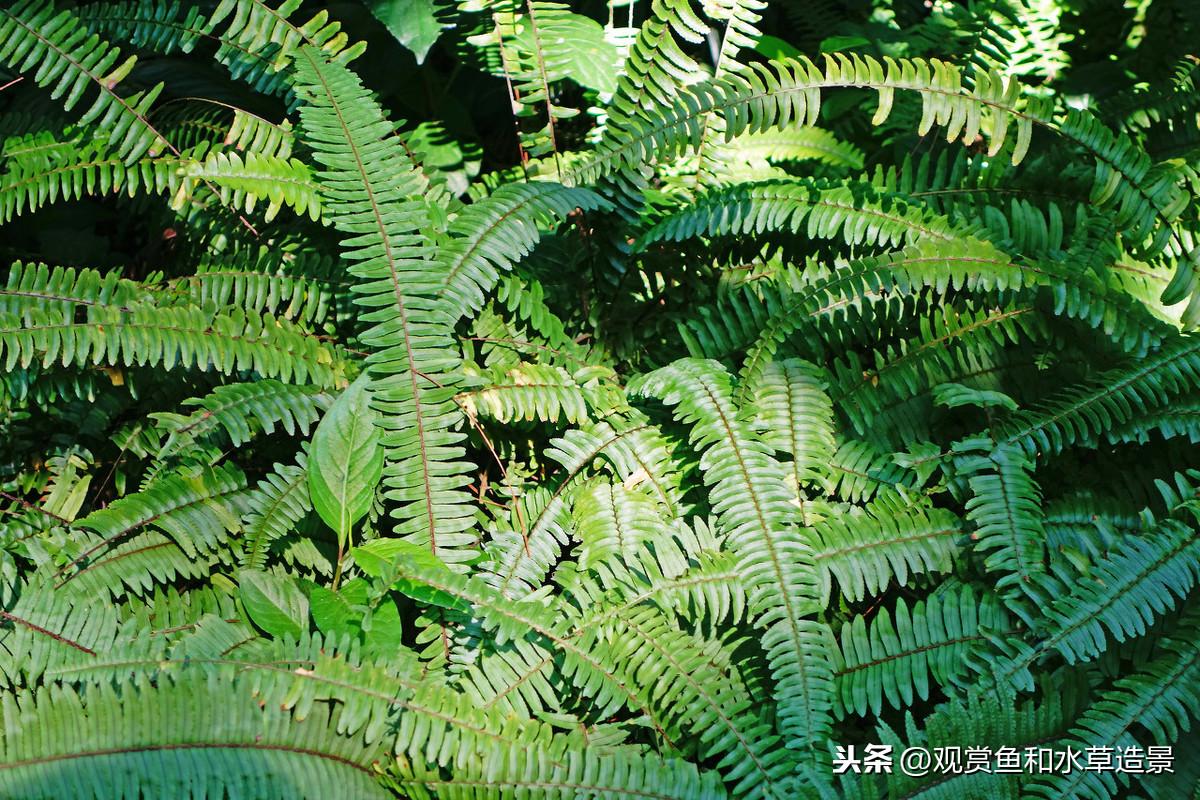 水蕴草怎么养(改善水质最强的水生植物)