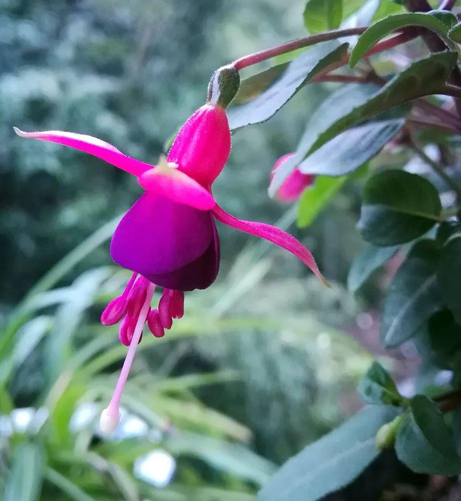 植物倒挂金钟的养殖方法(扦插倒挂金钟的方法)