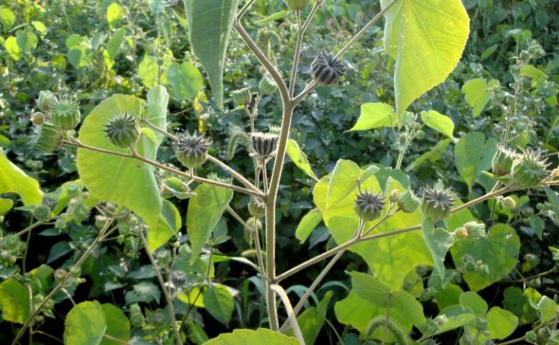 常见野草的种类(农村常见的植物名称)