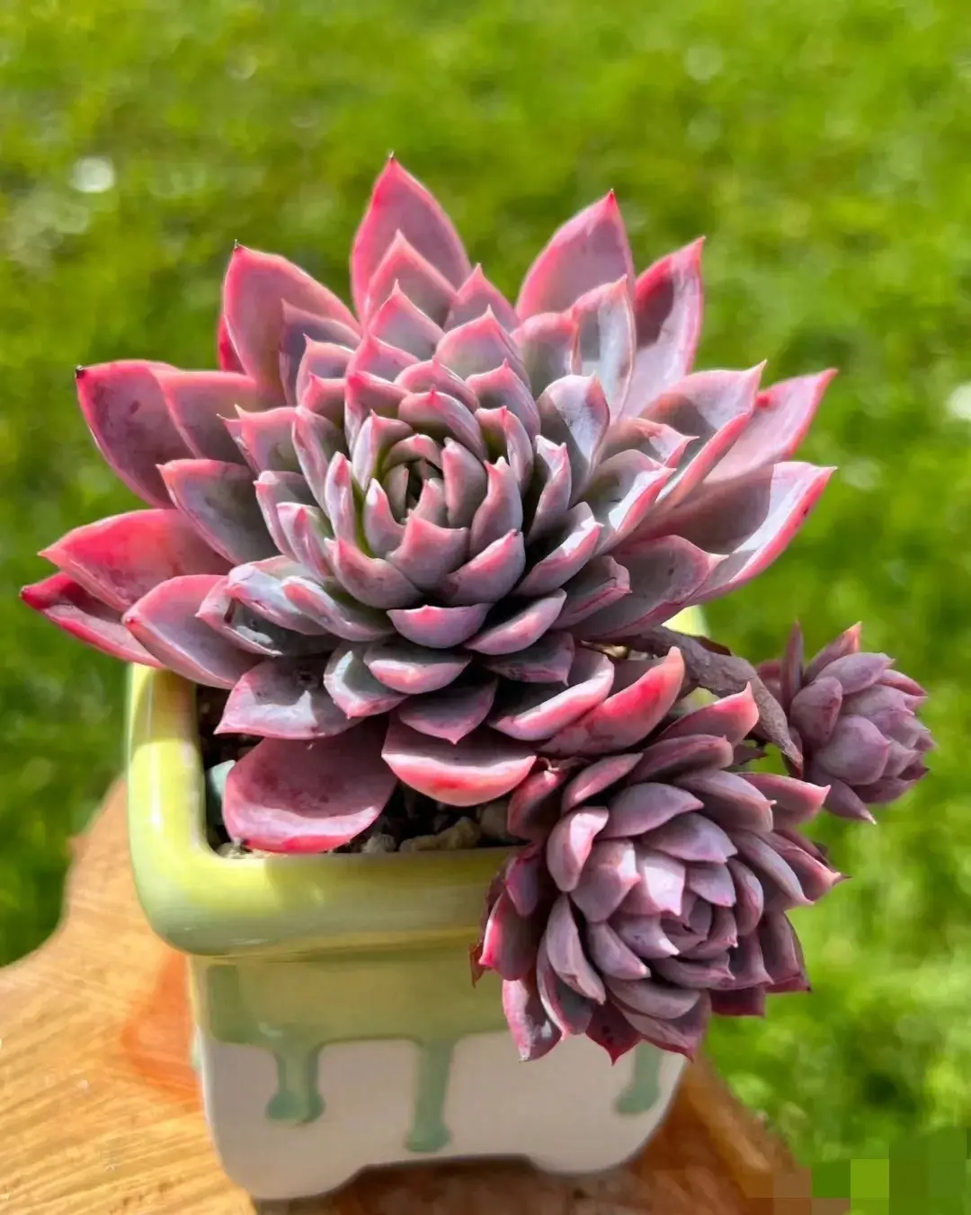 开花多肉品种大全
