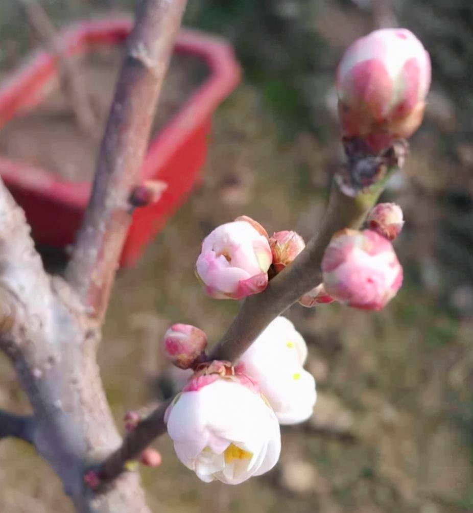 花中君子是什么花(花中四君子的象征意义)